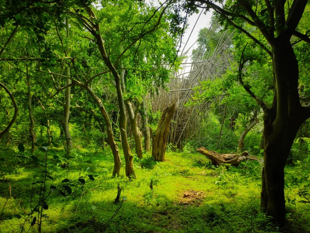 Vellore to Jawadhu Hills